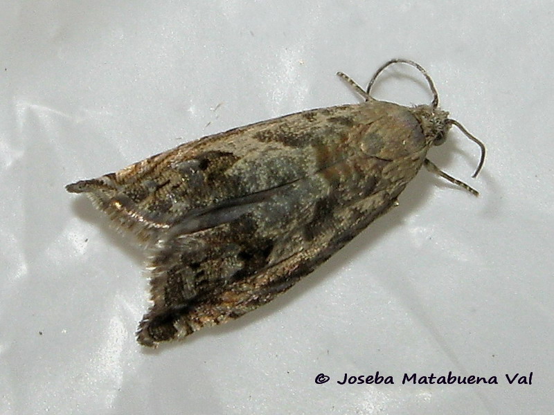 Tortricidae: Cydia sp.
